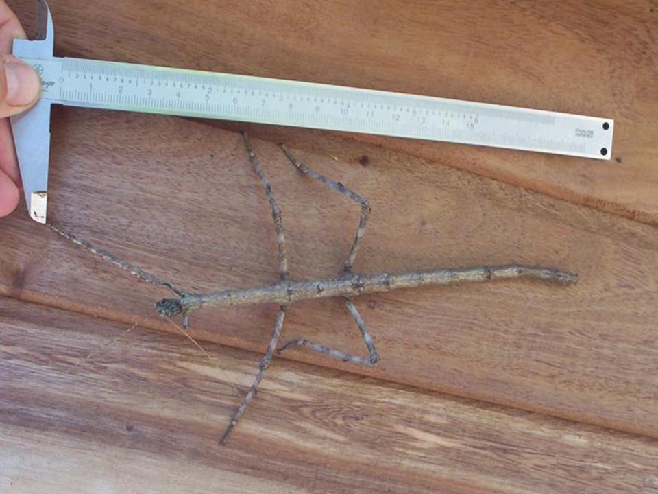 FIGURE 1 FIGURE 1